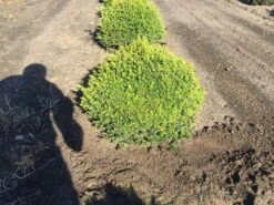 Grote Taxusbol (Taxus Baccata) 15 Grote Taxusbol (Taxus Baccata) -Aanbiedingen Groene Hekken Winkel taxus baccata 60 cm platte bol drkl 2