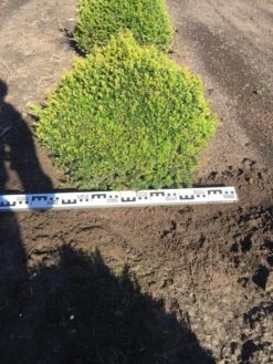 Grote Taxusbol (Taxus Baccata) -Aanbiedingen Groene Hekken Winkel taxus baccata 70 cm platte bol drkl 2 1