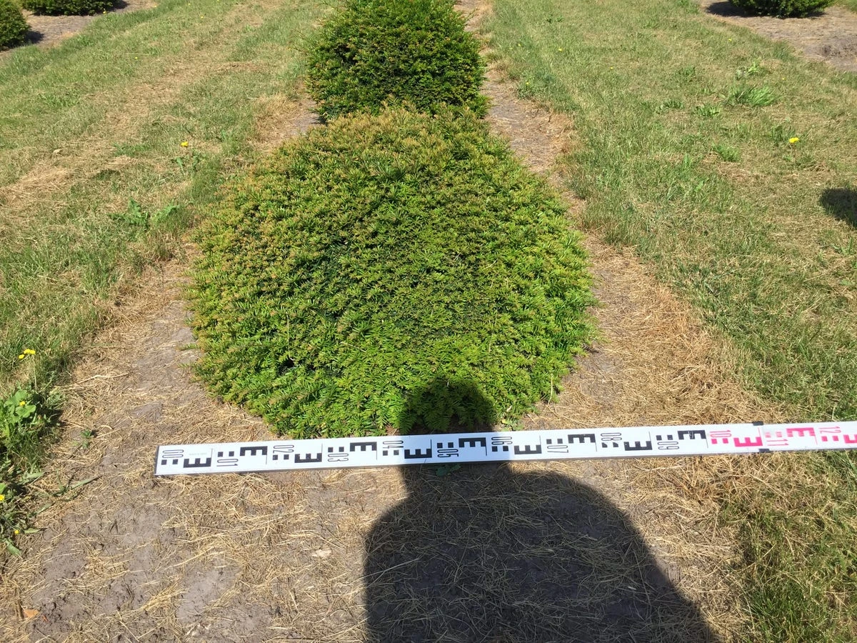 Grote Taxusbol (Taxus Baccata) 9 Grote Taxusbol (Taxus Baccata) - Afbeelding 7