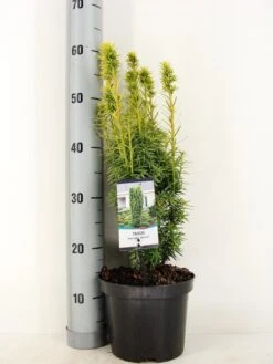 Gele Venijnboom (Taxus Baccata 'David') -Aanbiedingen Groene Hekken Winkel taxus baccata david winter c3 m