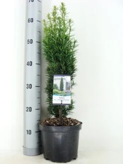 Zuiltaxus (Taxus Baccata 'Fastigiata Robusta') 20 Zuiltaxus (Taxus Baccata 'Fastigiata Robusta') -Aanbiedingen Groene Hekken Winkel taxus baccata fastigiata robusta zomer c3 m