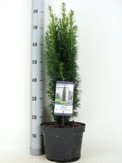 Zuiltaxus (Taxus Baccata 'Fastigiata Robusta') 19 Zuiltaxus (Taxus Baccata 'Fastigiata Robusta') -Aanbiedingen Groene Hekken Winkel taxus baccata fastigiata robusta zomer c5 m