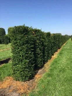 Taxus Als Haagelement (Taxus Baccata) 14 Taxus Als Haagelement (Taxus Baccata) -Aanbiedingen Groene Hekken Winkel taxus baccata h160x60x60 cm 3 1