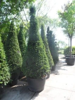 Taxus Als Kegel (Taxus Baccata) -Aanbiedingen Groene Hekken Winkel taxus baccata kegel 200 225 250 c285 2