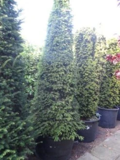 Taxus Als Kegel (Taxus Baccata) -Aanbiedingen Groene Hekken Winkel taxus baccata kegel 250 275 1