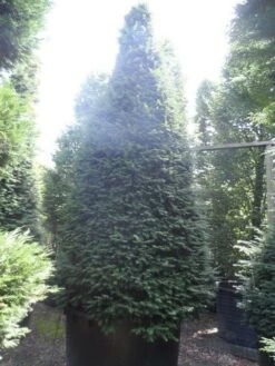 Taxus Als Kegel (Taxus Baccata) -Aanbiedingen Groene Hekken Winkel taxus baccata kegel 275 300 350 c1000