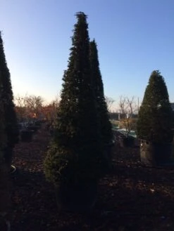 Taxus Als Kegel (Taxus Baccata) -Aanbiedingen Groene Hekken Winkel taxus baccata kegel 300 c285 inkoop 475