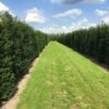 Grote Venijnboom (Taxus Baccata) -Aanbiedingen Groene Hekken Winkel taxus baccata rij 2 1 1