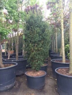Taxus (Taxus Media 'Hicksii') -Aanbiedingen Groene Hekken Winkel taxus hicksii 1 1