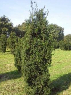 Taxus (Taxus Media 'Hicksii') -Aanbiedingen Groene Hekken Winkel taxus hicksii 200 225