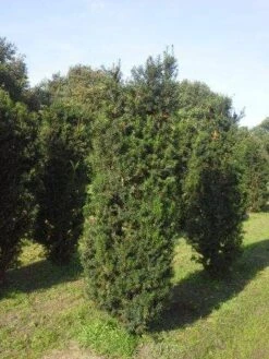 Taxus (Taxus Media 'Hicksii') -Aanbiedingen Groene Hekken Winkel taxus hicksii 200 225 1 2