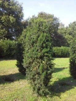 Taxus (Taxus Media 'Hicksii') -Aanbiedingen Groene Hekken Winkel taxus hicksii 275 300