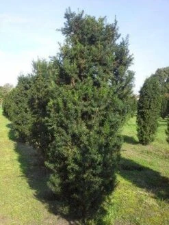 Taxus (Taxus Media 'Hicksii') -Aanbiedingen Groene Hekken Winkel taxus hicksii 275 300 1 2