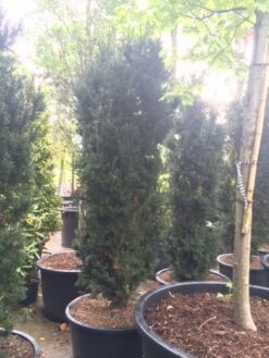 Taxus (Taxus Media 'Hicksii') -Aanbiedingen Groene Hekken Winkel taxus hicksii 2 2
