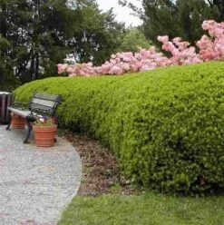 Taxus (Taxus Media 'Densiformis') 5 Taxus (Taxus Media 'Densiformis') -Aanbiedingen Groene Hekken Winkel taxus media densiformis