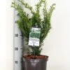 Taxus (Taxus Media 'Densiformis') -Aanbiedingen Groene Hekken Winkel taxus media densiformis c3 m 1