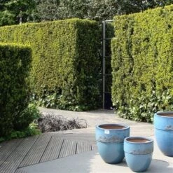 Taxus (Taxus Media 'Hicksii') -Aanbiedingen Groene Hekken Winkel taxus media hicksii 1
