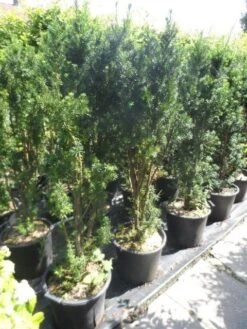 Taxus (Taxus Media 'Hicksii') -Aanbiedingen Groene Hekken Winkel taxus media hicksii 120 140 c35 1