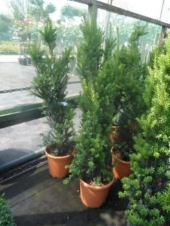 Taxus (Taxus Media 'Hicksii') -Aanbiedingen Groene Hekken Winkel taxus media hicksii 60 80 100 c7 10