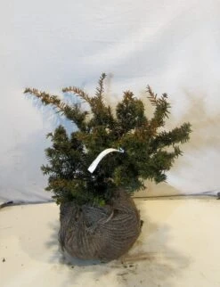 Taxus Als Bonsai (Taxus Baccata 'Summergold') -Aanbiedingen Groene Hekken Winkel taxusbsummergold030 040