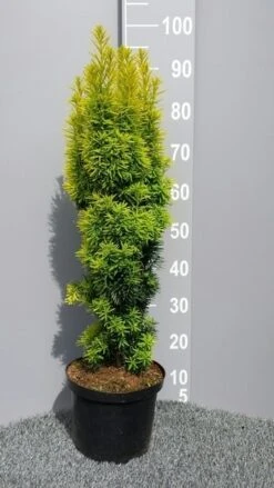 Gele Venijnboom (Taxus Baccata 'David') -Aanbiedingen Groene Hekken Winkel taxusdavid01 1