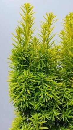 Gele Venijnboom (Taxus Baccata 'David') -Aanbiedingen Groene Hekken Winkel taxusdavid02 1