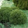 Thuja (Thuja Occidentalis 'Tiny Tim') -Aanbiedingen Groene Hekken Winkel thottim 1