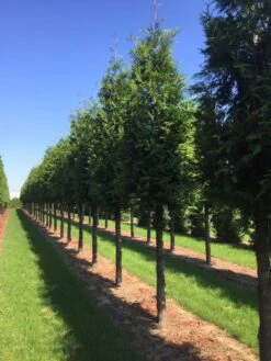 Nieuwe uitgaven -Aanbiedingen Groene Hekken Winkel thuja 30 40 1