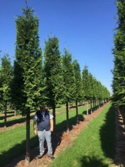 Aanbiedingen Groene Hekken Winkel 9 Haagconifeer Op Stam (Thuja Plicata 'Excelsa')