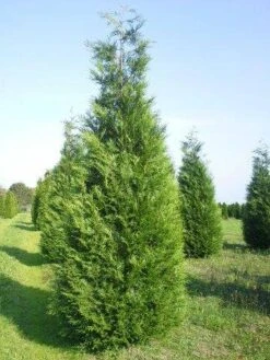 Aanbiedingen Groene Hekken Winkel -Aanbiedingen Groene Hekken Winkel thuja atrovirens 400 450 1