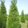 Levensboom (Thuja Plicata 'Atrovirens') 1 Levensboom (Thuja Plicata 'Atrovirens') -Aanbiedingen Groene Hekken Winkel thuja atrovirens 400 450 1