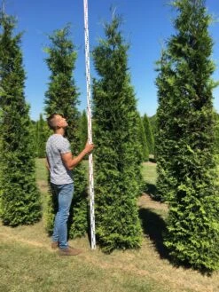 Nieuwe uitgaven -Aanbiedingen Groene Hekken Winkel thuja brabant 300350