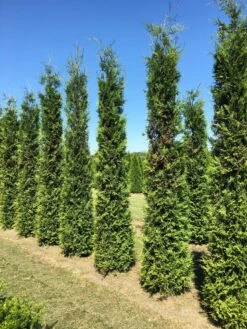 Grote Groene Haagconifeer (Thuja Occidentalis 'Brabant') 7 Grote Groene Haagconifeer (Thuja Occidentalis 'Brabant') -Aanbiedingen Groene Hekken Winkel thuja brabant 350400 2