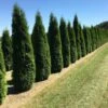 Grote Westerse Levensboom (Thuja Occidentalis 'Smaragd') -Aanbiedingen Groene Hekken Winkel thuja occ smarag 1 2