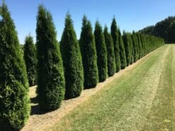 Aanbiedingen Groene Hekken Winkel 3 Grote Westerse Levensboom (Thuja Occidentalis 'Smaragd')