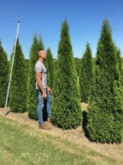 Aanbiedingen Groene Hekken Winkel -Aanbiedingen Groene Hekken Winkel thuja occ smaragd 200250 2