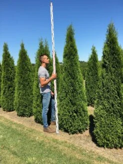 Grote Westerse Levensboom (Thuja Occidentalis 'Smaragd') -Aanbiedingen Groene Hekken Winkel thuja occ smaragd 250300 2