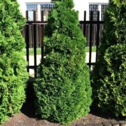 Levensboom (Thuja Occidentalis 'Holmstrup') -Aanbiedingen Groene Hekken Winkel thuja occidentalis holmstrup