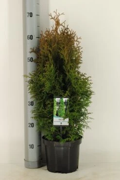 Aanbiedingen Groene Hekken Winkel 7 Levensboom (Thuja Occidentalis 'Holmstrup')