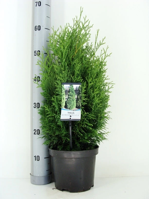 Levensboom (Thuja Occidentalis 'Holmstrup') 4 Levensboom (Thuja Occidentalis 'Holmstrup') - Afbeelding 2
