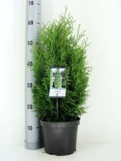 Aanbiedingen Groene Hekken Winkel -Aanbiedingen Groene Hekken Winkel thuja occidentalis holmstrup zomer c3 m