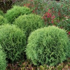 Levensboom (Thuja Occidentalis 'Little Giant') 7 Levensboom (Thuja Occidentalis 'Little Giant') -Aanbiedingen Groene Hekken Winkel thuja occidentalis little giant