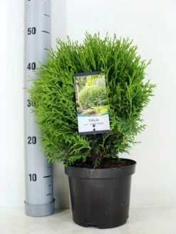 Aanbiedingen Groene Hekken Winkel -Aanbiedingen Groene Hekken Winkel thuja occidentalis little giant zomer c3 m