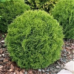 Thuja (Thuja Occidentalis 'Tiny Tim') -Aanbiedingen Groene Hekken Winkel thuja occidentalis tiny tim 1