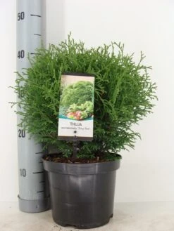 Thuja (Thuja Occidentalis 'Tiny Tim') -Aanbiedingen Groene Hekken Winkel thuja occidentalis tiny tim zomer c3