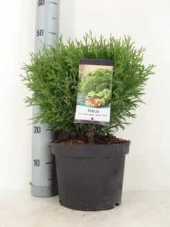 Thuja (Thuja Occidentalis 'Tiny Tim') -Aanbiedingen Groene Hekken Winkel thuja occidentalis tiny tim zomer c5 m 1