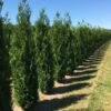 Grote Levensboom (Thuja Plicata 'Atrovirens') -Aanbiedingen Groene Hekken Winkel thuja pl atrovirens 1