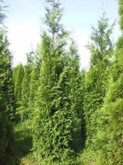 Levensboom (Thuja Plicata 'Atrovirens') -Aanbiedingen Groene Hekken Winkel thuja pl atrovirens 300