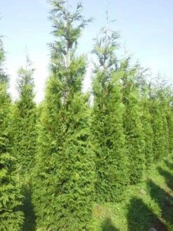 Levensboom (Thuja Plicata 'Atrovirens') -Aanbiedingen Groene Hekken Winkel thuja pl atrovirens 300 350 1