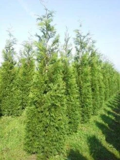Levensboom (Thuja Plicata 'Martin') 25 Levensboom (Thuja Plicata 'Martin') -Aanbiedingen Groene Hekken Winkel thuja pl martin 300 350 1
